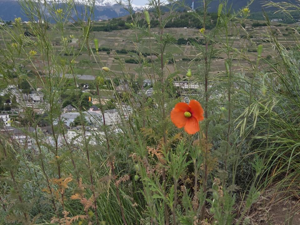 Sommer