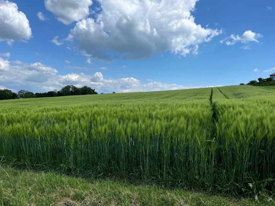 Blick auf ein Kornfeld