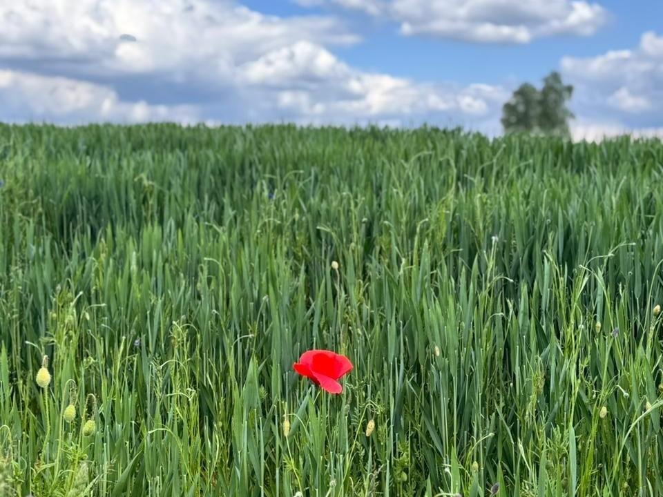 Kornfeld mit Mohnblume