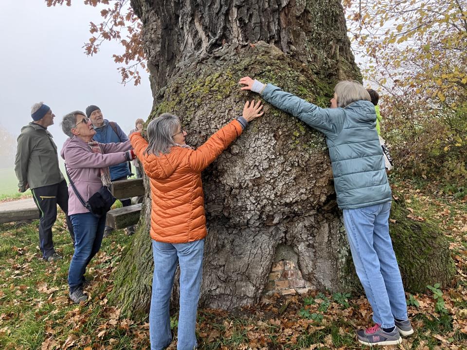 Wandergruppe umarmt alte Eiche