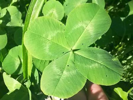 Kirchenchor Homburg versucht Neustart