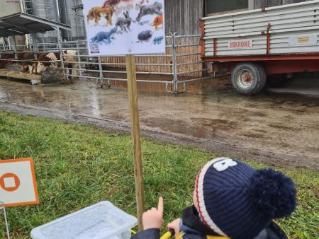 Tiere kennen und zählen